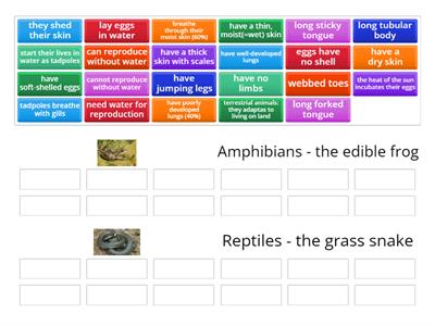 Amphibians (the edible frog) vs Reptiles (the grass snake)