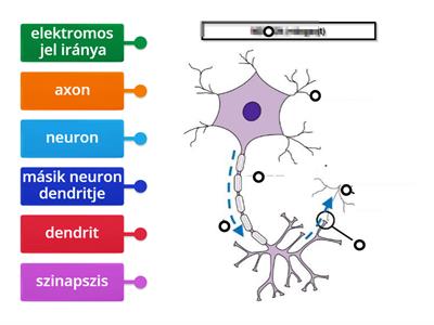 Neuron részei (Én és az agyam)