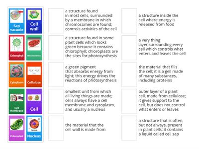 Y7 SCI 1.1 Plant Cell Key Terms