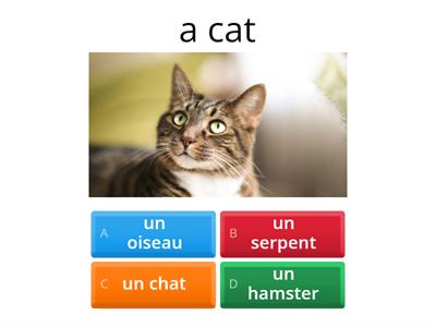 Exam Y3 French: pets