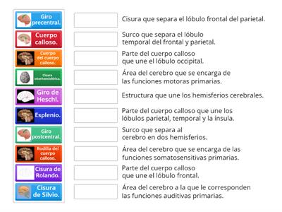 Función de las estructuras del cerebro.