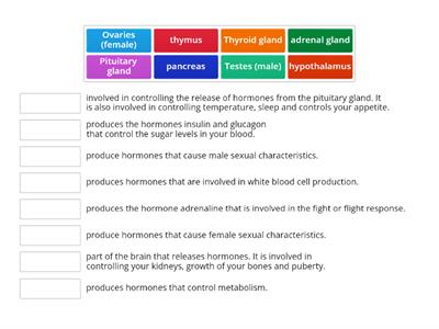 endocrine system functions