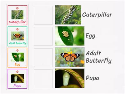 Butterfly life cycle