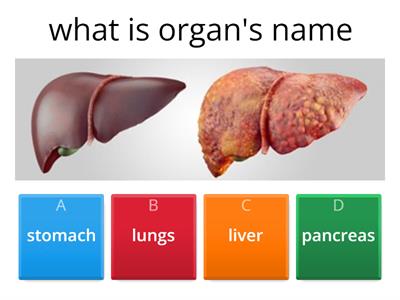 digestive system