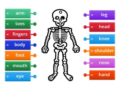 Y1 Skeleton Body Parts