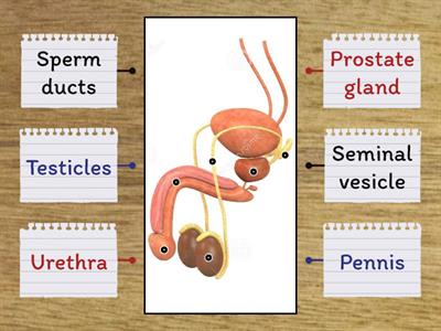 Male reproductive system parts