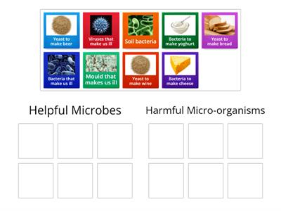 Y6 Useful microbes