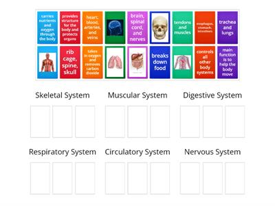 CS Human Body Systems
