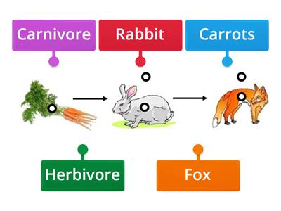 Y1 Food chain