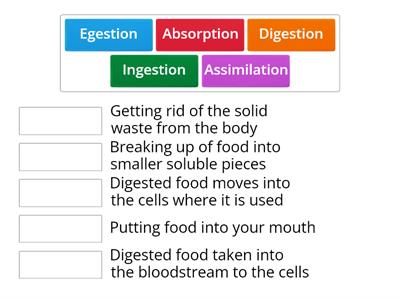 Junior cert science Stages of Digestion