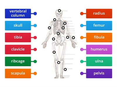 Labeling a skeleton