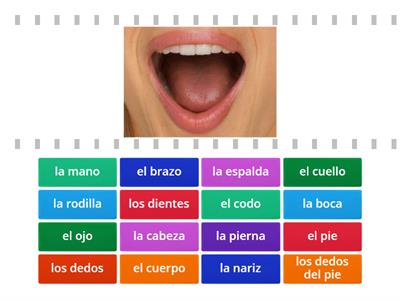  Partes del cuerpo