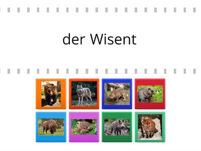 Tiere im Wald