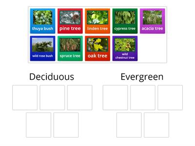 Me2a Sci - Deciduous or evergreen?