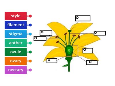 angiosperm plant