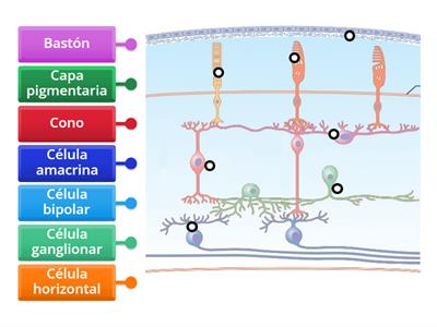 Células y capas de la retina