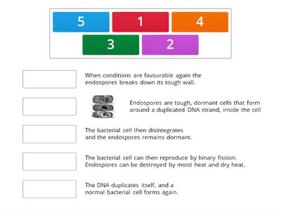 Endospore forming Bacteria