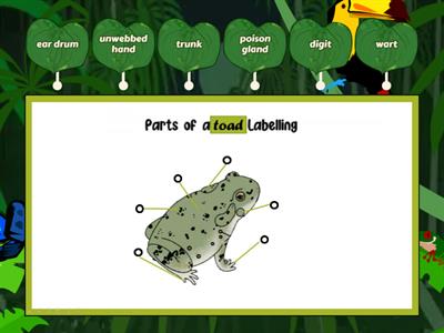 Parts of Toad lablling