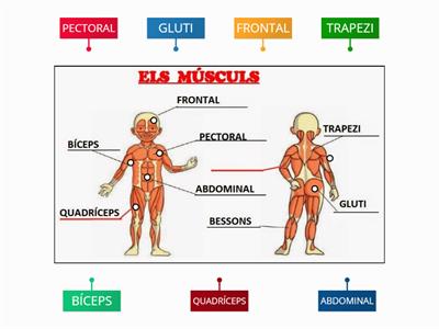 ELS MÚSCULS ESCOLA GORNAL 2018