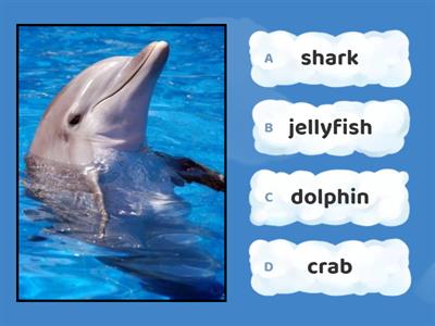 GMF3 U5L1 Sea Animals Quiz