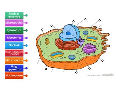 Anatomy Human cell