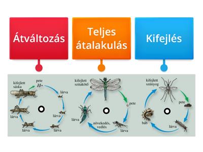 A rovarok átalakulási formái