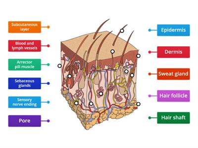 Level 2 Skin Diagram 