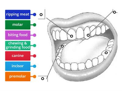  Types of Teeth & Functions