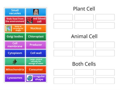 Plant and Animal Cells