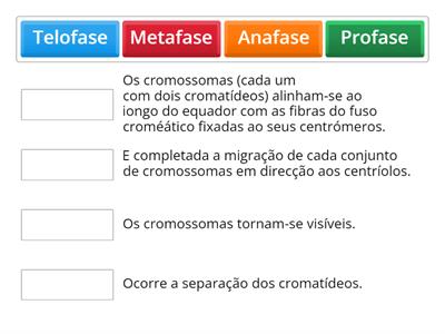 Divisão Celular: Mitose e Citocinese 3