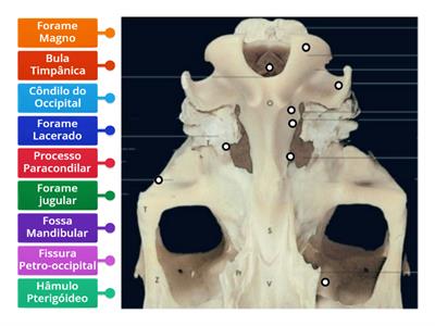 Cranio de equino ventral - Acidentes osseos 