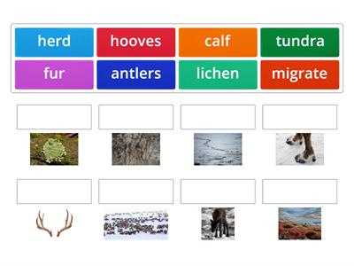 Reindeer Vocabulary