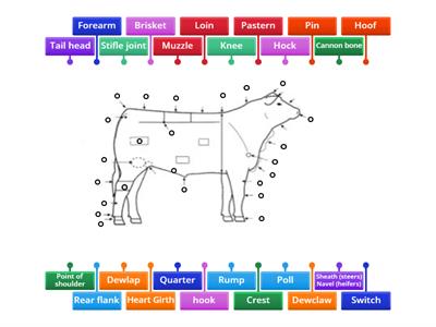 Cattle Anatomy