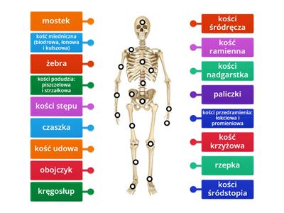 układ szkieletowy
