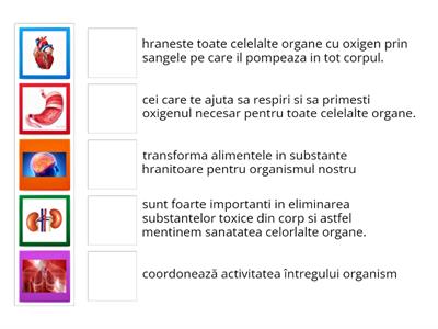 Organe interne majore