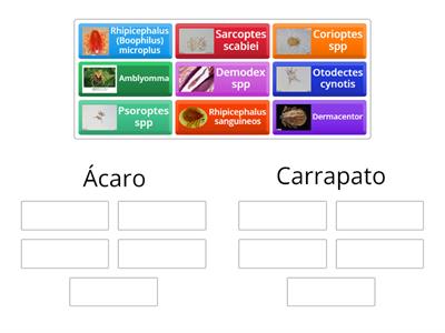 Associe os grupos dos parasitos de interesse veterinario 1*