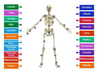 Skeletal System: Know Your Bones
