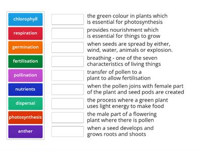 Plants vocabulary