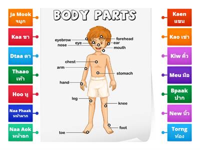 Body part   ส่วนประกอบของร่างกาย 