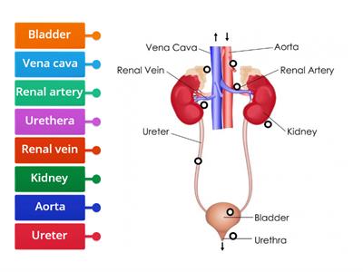 excretory system