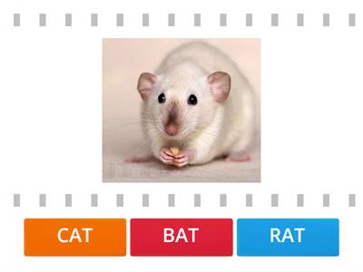 RAT CAT BAT