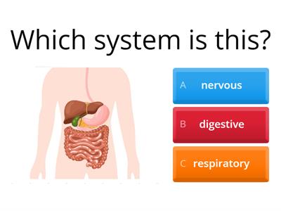 Y5 2 primary Digestive system