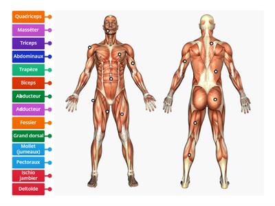 Muscles corps humain - 6ième année
