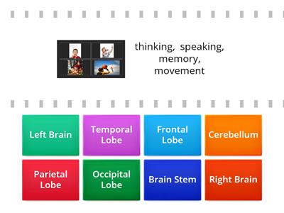 Game Show: Parts of the Brain