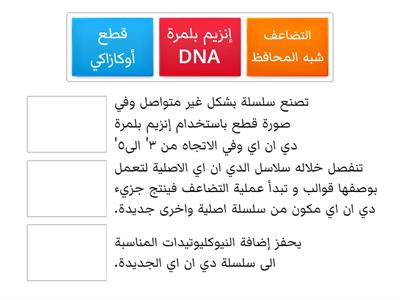 تضاعف DNA