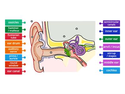 Human ear