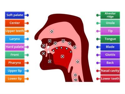 Pronunciation: Articulatory system