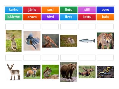 Eläimet - yhdistä parit