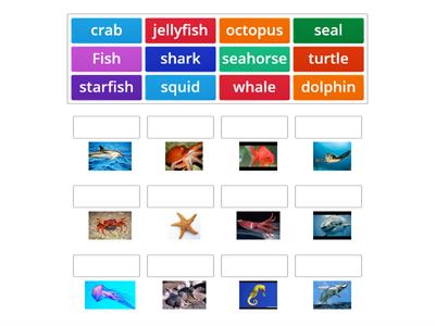 Vocabulary Sea Animals