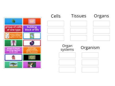 Levels of Cell Organization Y7 Science 